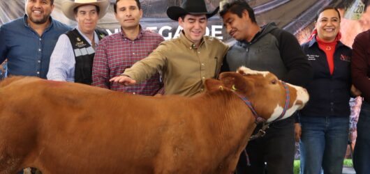 Entregan terneras y vientres ovinos para 12 municipios